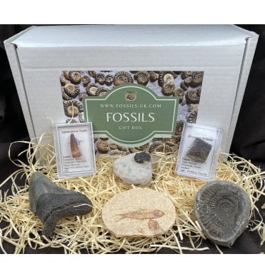 Fossil Collection Gift Box (SKU G55)