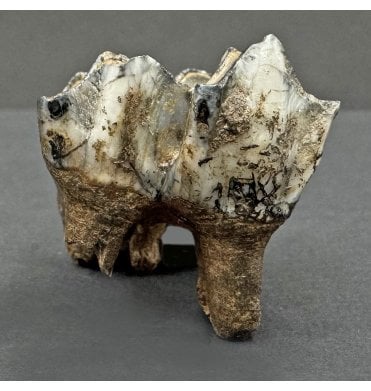 Fossil Deer Tooth from the Pleistocene of Florida, USA (SKU V8086):- Odocoileus virginiana