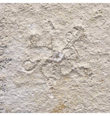 Fossil Free Floating Crinoid from the Upper Jurassic of Germany (SKU OF3160):- Saccoma tenellum