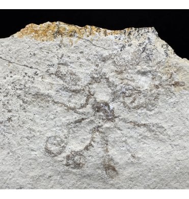 Fossil Free Floating Crinoid from the Upper Jurassic of Germany (SKU OF3210):- Saccoma tenellum