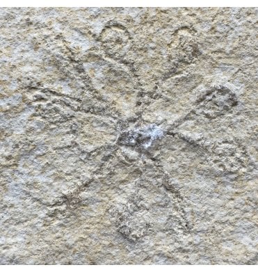 Fossil Free Floating Crinoid from the Upper Jurassic of Germany (SKU OF4250):- Saccoma tenellum