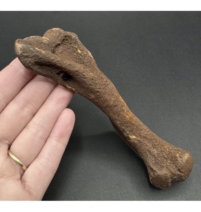 Fossil Giant Armadillo Humerus Bone from the Pleistocene of Florida, USA (SKU V6893):- Holmesina floridanus