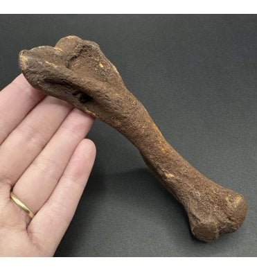 Fossil Giant Armadillo Humerus Bone from the Pleistocene of Florida, USA (SKU V6893):- Holmesina floridanus