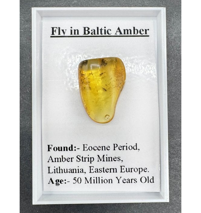 Fossil Insect (Fly) in Baltic Amber (SKU G6)