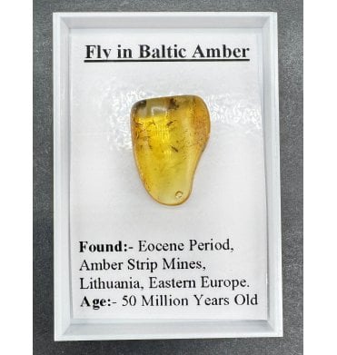 Fossil Insect (Fly) in Baltic Amber (SKU G6)