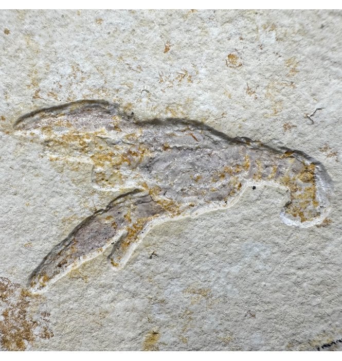 Fossil Lobster from the Upper Jurassic, Germany (SKU OF4089):- Eryma modestiformis