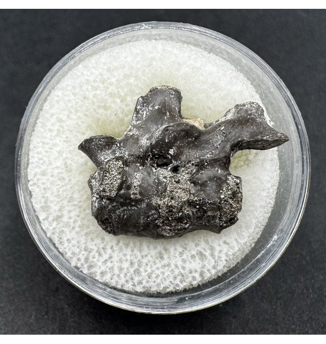 Fossil Lower Permian Amphibian Vertebra from Oklahoma, USA (SKU V6431):- Mycterosuaurus sp.