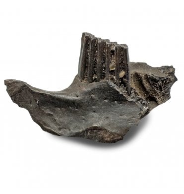 Fossil Muskrat Jaw from the Pleistocene of Florida, USA (SKU V7044):- Ondatra zibethicus