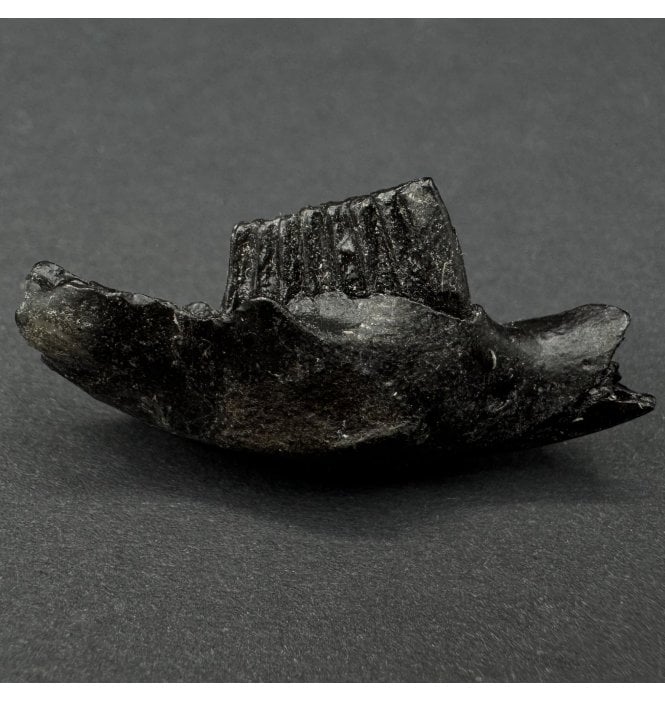 Fossil Muskrat Jaw from the Pleistocene of Florida, USA (SKU V8164:- Ondatra zibethicus