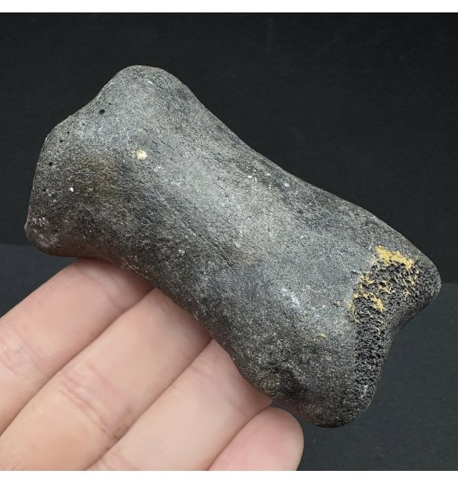 Fossil Primitive Horse Toe Bone from Florida, USA (SKU V7022):- Parahippus leonensis