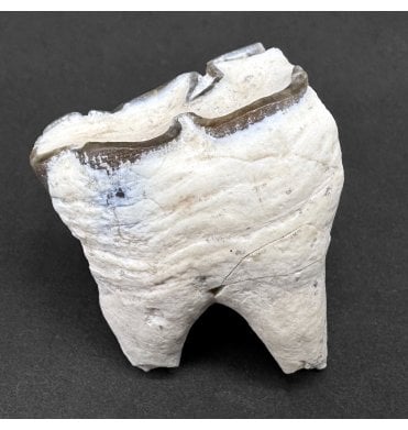 Fossil Primitive Horse Tooth from the Oligocene Period of Arizona, USA (SKU V8676):- Miohippus sp.