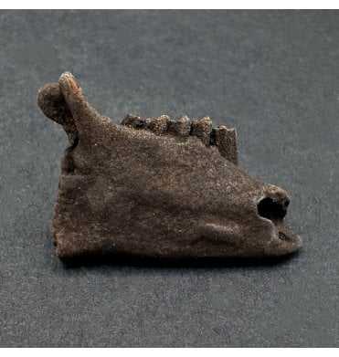 Fossil Rabbit Jaw from the Pleistocene of Florida, USA (SKU V6417):- Sylvilagus floridanus