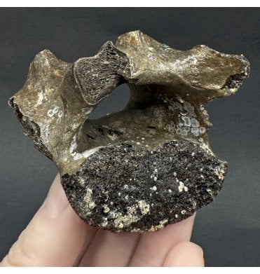Fossil Red Deer Vertebra from the North Sea, England (SKU V345):- Cervus elaphus