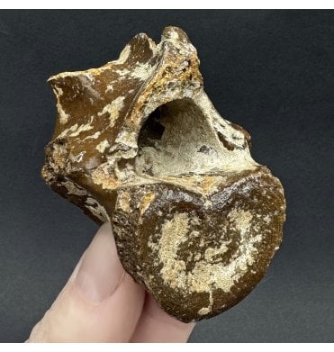 Fossil Red Deer Vertebra from the North Sea, England (SKU V346):- Cervus elaphus