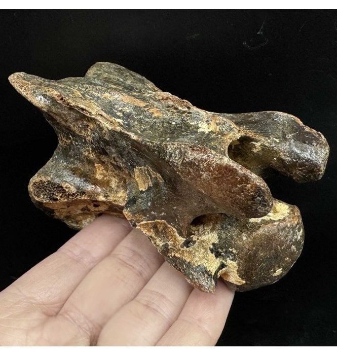Fossil Red Deer Vertebra from the North Sea, England (SKU V6587):- Cervus elaphus