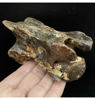 Fossil Red Deer Vertebra from the North Sea, England (SKU V6587):- Cervus elaphus