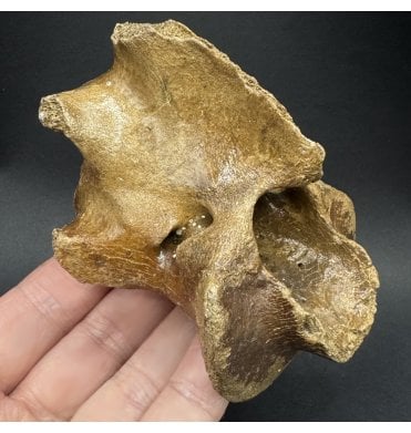 Fossil Red Deer Vertebra from the North Sea, England (SKU V7831):- Cervus elaphus