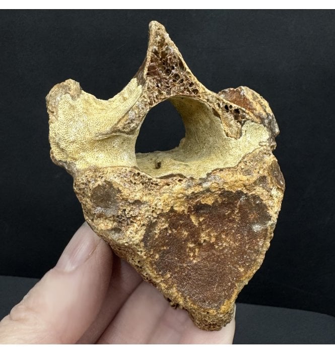 Fossil Red Deer Vertebra from the North Sea, England (SKU V8158):- Cervus elaphus