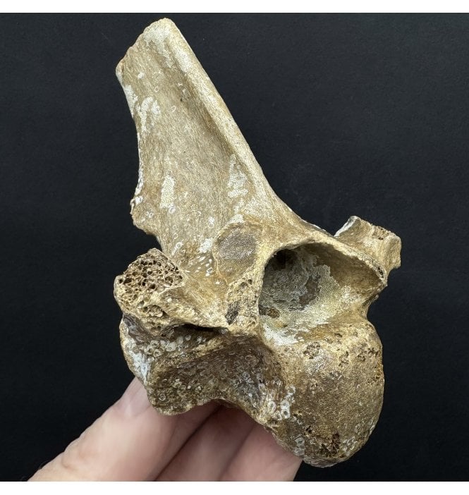 Fossil Red Deer Vertebra from the North Sea, England (SKU V8159):- Cervus elaphus