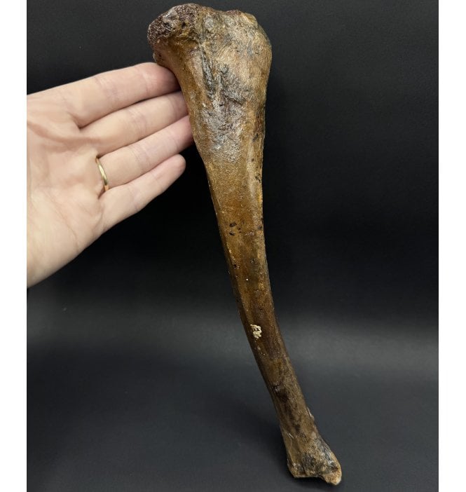 Fossil Reindeer Leg Bone from the North Sea, England (SKU V8351):- Rangifer tarandus