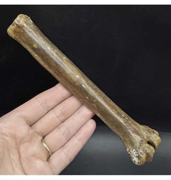 Fossil Reindeer Toe Bone (Phalanges) from the North Sea, England (SKU V7691):- Rangifer tarandus