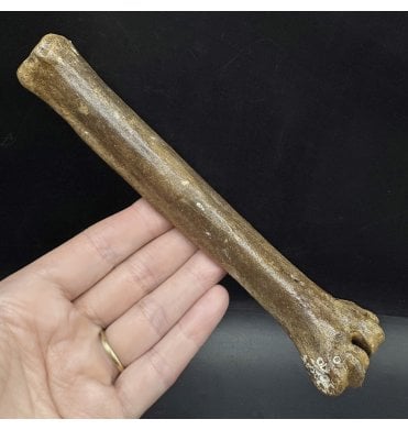 Fossil Reindeer Toe Bone (Phalanges) from the North Sea, England (SKU V7691):- Rangifer tarandus