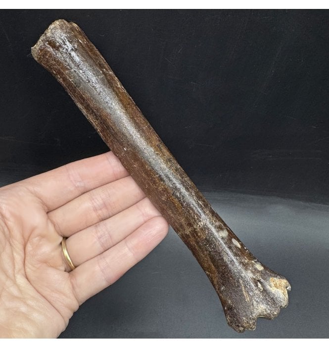 Fossil Reindeer Toe Bone (Phalanges) from the North Sea, England (SKU V7693):- Rangifer tarandus