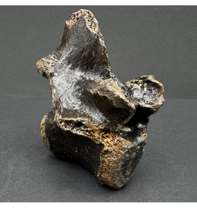 Fossil Reindeer Vertebra from the North Sea, England (SKU V7201):- Rangifer tarandus