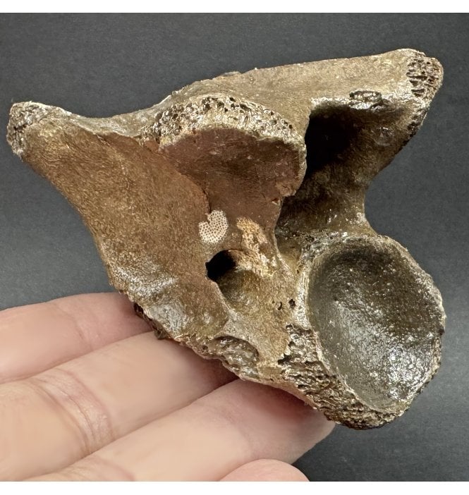 Fossil Reindeer Vertebra from the North Sea, England (SKU V7832):- Rangifer tarandus