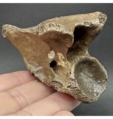 Fossil Reindeer Vertebra from the North Sea, England (SKU V7832):- Rangifer tarandus
