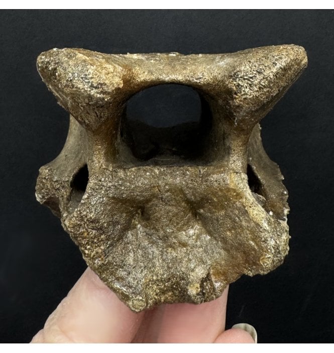 Fossil Reindeer Vertebra from the North Sea, England (SKU V8123):- Rangifer tarandus
