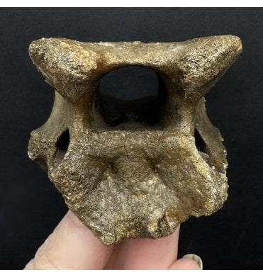 Fossil Reindeer Vertebra from the North Sea, England (SKU V8123):- Rangifer tarandus