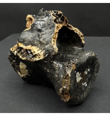 Fossil Reindeer Vertebra from the North Sea, England (SKU V8156):- Rangifer tarandus