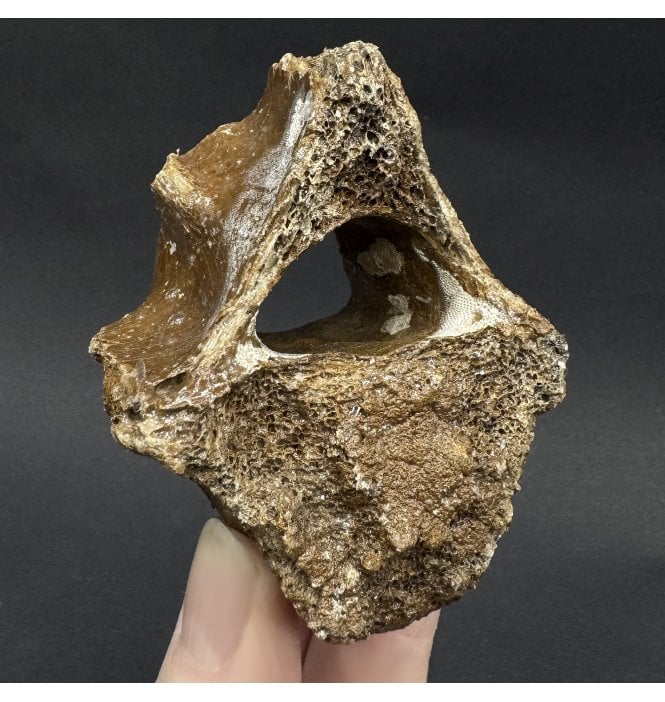 Fossil Reindeer Vertebra from the North Sea, England (SKU V8347):- Rangifer tarandus