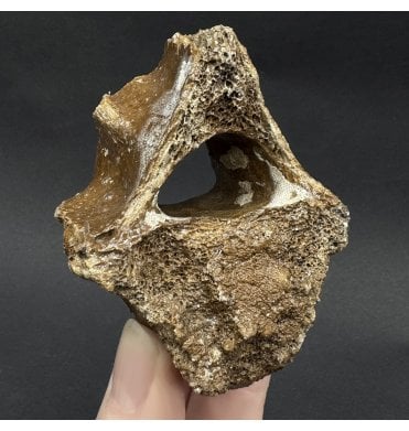 Fossil Reindeer Vertebra from the North Sea, England (SKU V8347):- Rangifer tarandus