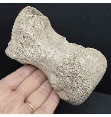 Fossil Rhino Carpal Bone from the Miocene of Florida, USA (SKU V8048):- Teloceras hicksi