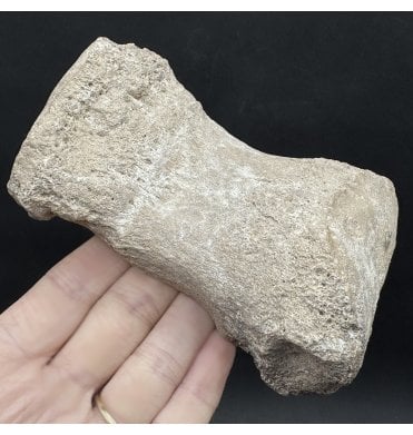 Fossil Rhino Carpal Bone from the Miocene of Florida, USA (SKU V8120):- Teloceras hicksi