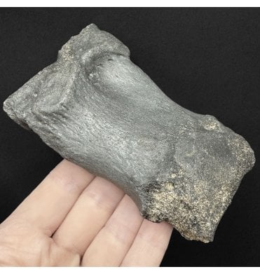 Fossil Rhino Carpal Bone from the Miocene of Florida, USA (SKU V9248):- Teloceras hicksi