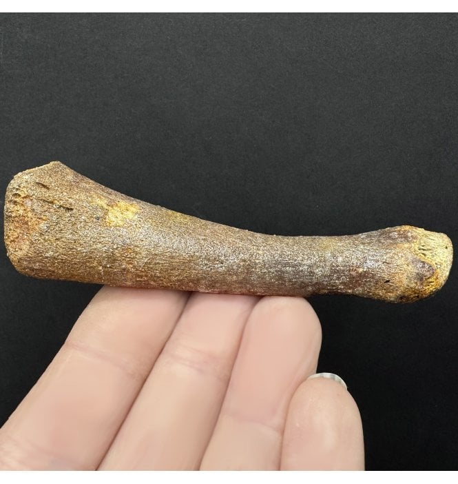 Fossil Saddleback (Harp) Seal Metapodial from the North Sea (SKU V8162):- Pagophilus cf. groenlanicus