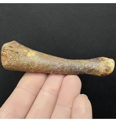 Fossil Saddleback (Harp) Seal Metapodial from the North Sea (SKU V8162):- Pagophilus cf. groenlanicus