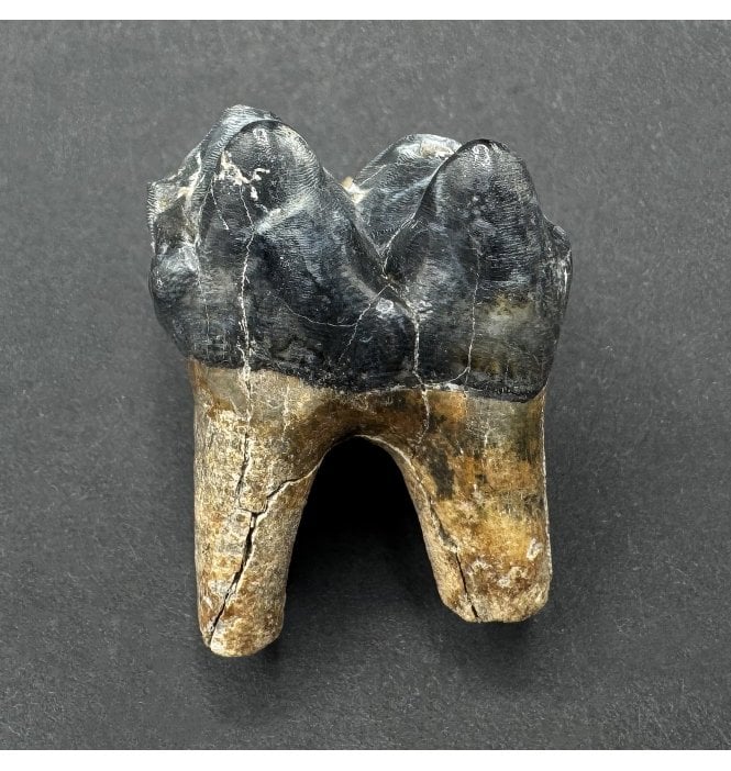 Fossil Tapir Tooth from the Pleistocene of Florida, USA (SKU V8559):- Tapirus veroensis