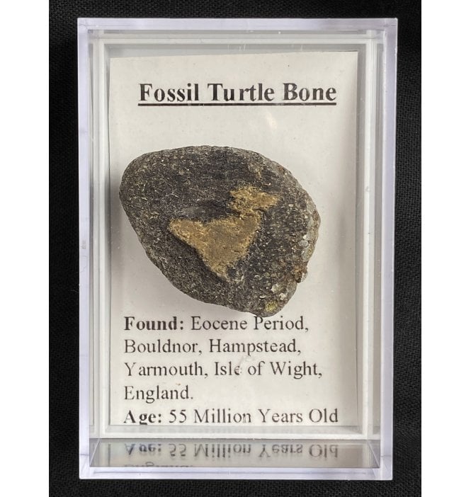 Fossil Turtle Bone from Isle of Wight, England (SKU G59)
