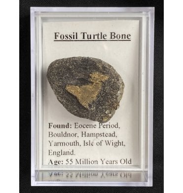 Fossil Turtle Bone from Isle of Wight, England (SKU G59)