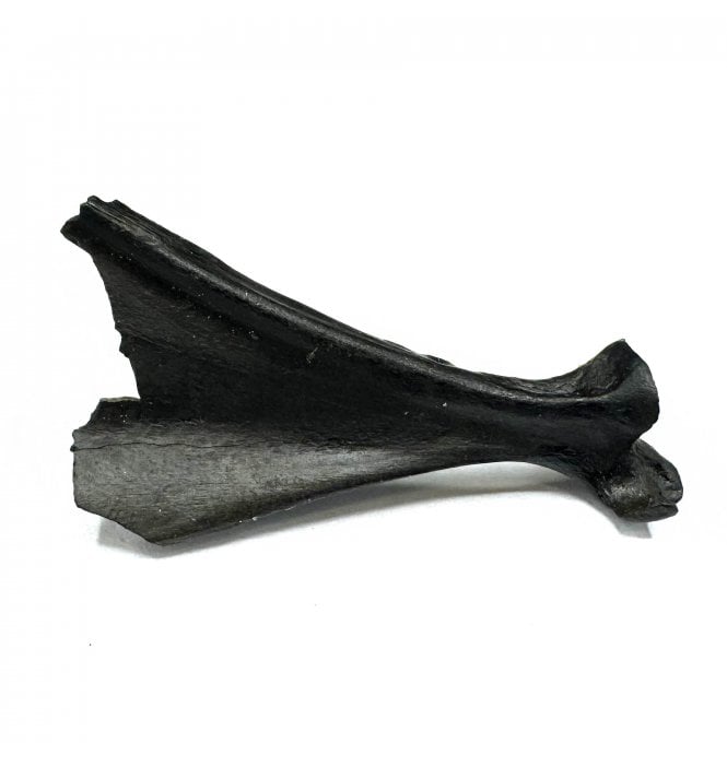Fossil Wading Bird Corocoid from the Pleistocene of Florida, USA (SKU V6259)
