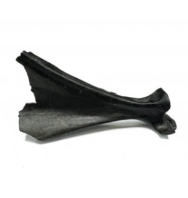 Fossil Wading Bird Corocoid from the Pleistocene of Florida, USA (SKU V6259)