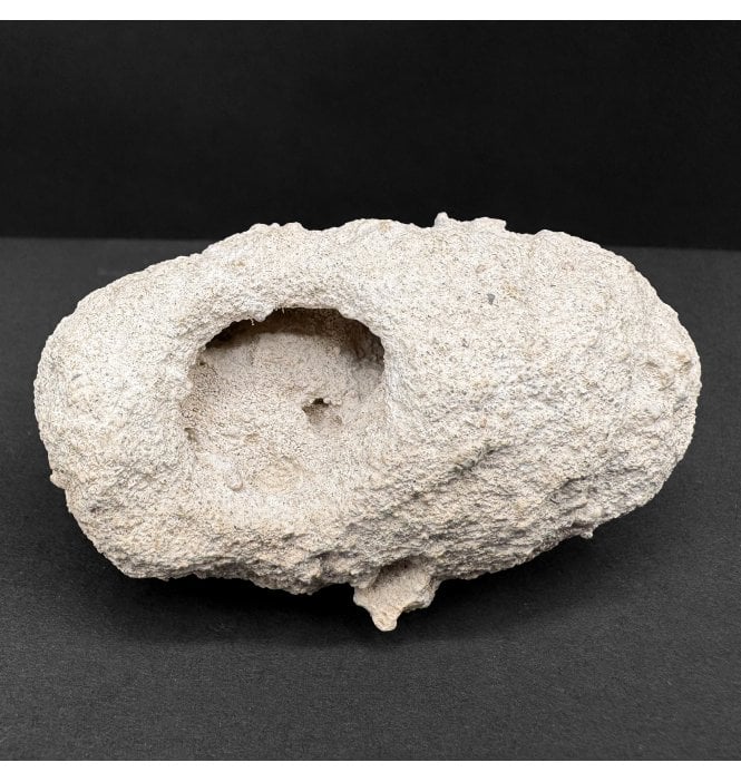 Fossil Weevil Cocoon from Australia (SKU OF4007):- Leptopuis duponti