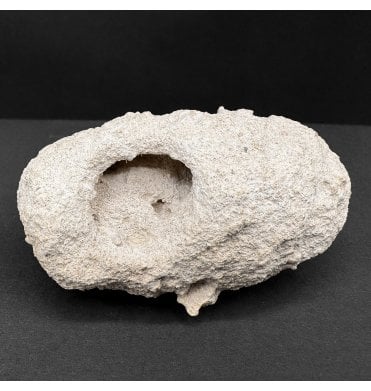Fossil Weevil Cocoon from Australia (SKU OF4007):- Leptopuis duponti