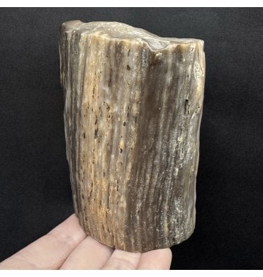 Fossil Wood Log from the Cretaceous of Patagonia, Argentina (SKU OF4018):- Woodworthia sp
