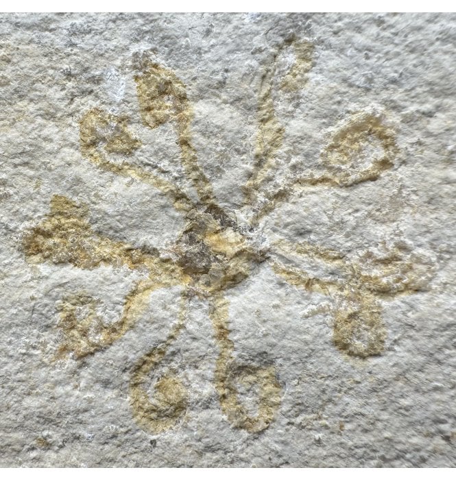 Free Floating Fossil Crinoid from the Upper Jurassic of Germany (SKU OF3996):- Saccoma tenellum