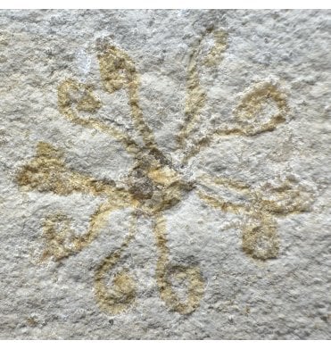 Free Floating Fossil Crinoid from the Upper Jurassic of Germany (SKU OF3996):- Saccoma tenellum